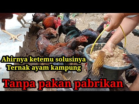 Memberi Makan Ayam Kampung