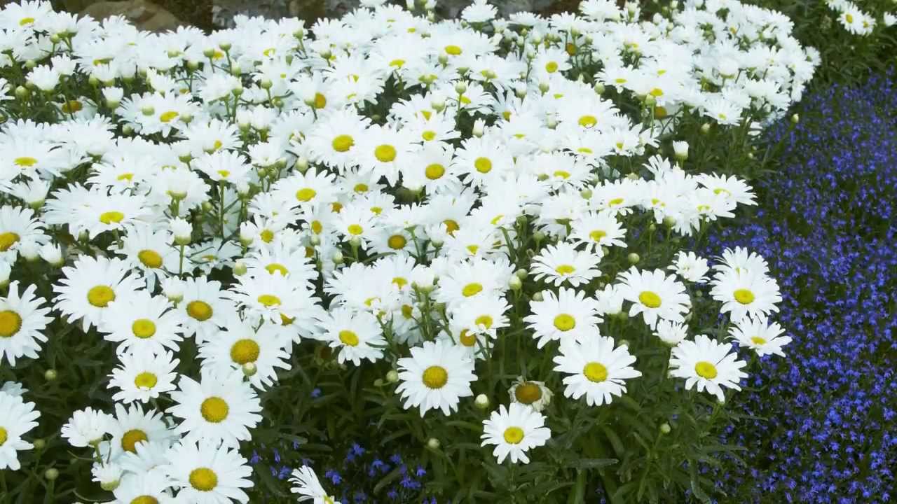 Proven Winners® Gardener Channel Proven Winners® Daisy May