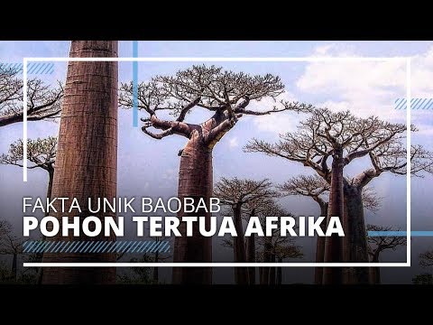 Video: Pokok Baobab Tertua Di Dunia Tiba-tiba Mati Selepas Ribuan Tahun - Matador Network