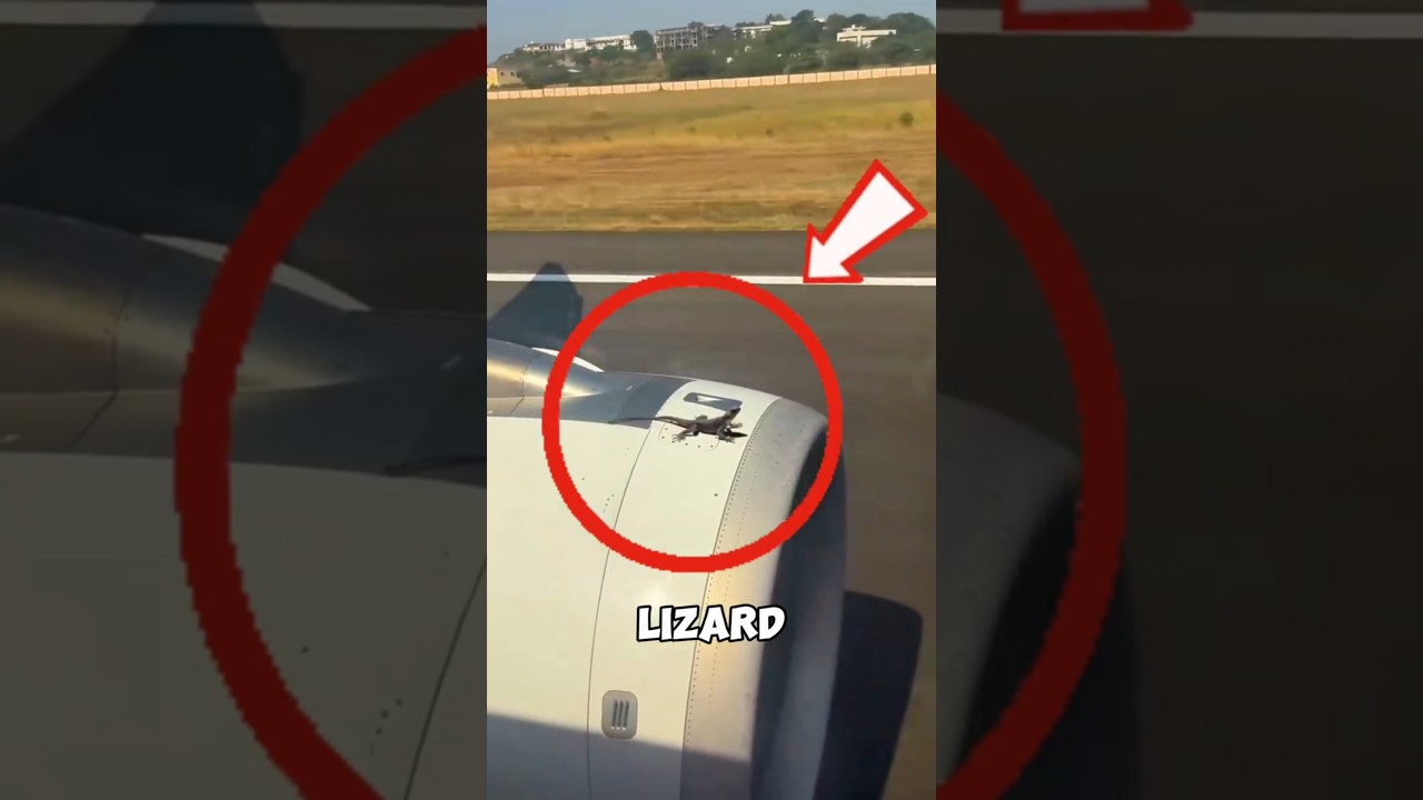 This Lizard Survived an International Flight 😱 #Lizard