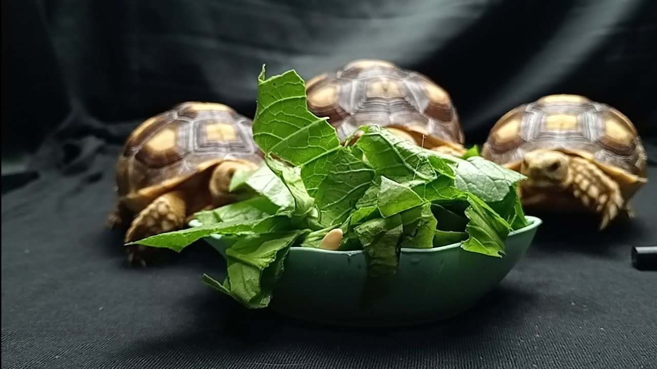Animal ASMR Three greedy monster turtles ate up the poor farmer's ...
