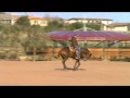 Franco Bertolani MAHOGANY WHIZ - 4 years old mare