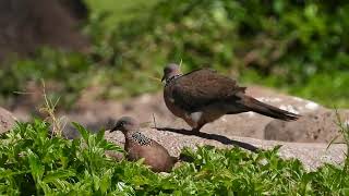 20250413_Spotted Dove