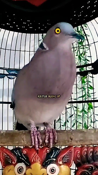 PUTER GENI GACOR ISTIMEWAH SUARA MERDU ‼️