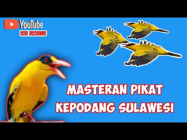 MASTERAN PIKAT BURUNG  KEPODANG SULAWESI AMPUH 100 % class=