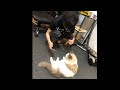 出演料せびる猫