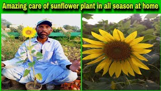 Amazing care of sunflower🌻 plant in all season at home🌱 most informative video@WAGardner .