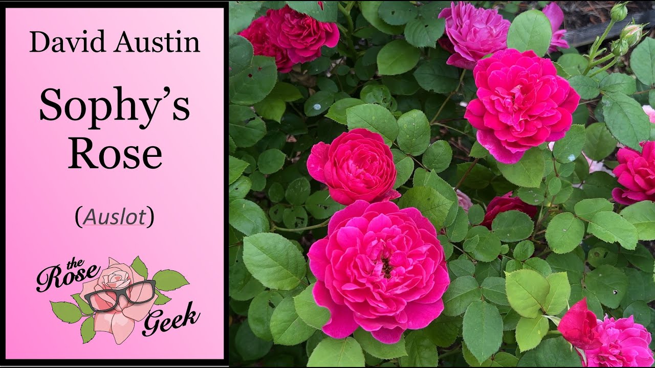 🌹 David Austin #39 s Sophy #39 s Rose / Auslot YouTube 🌹 David Austin #39 s Sophy #39 s Rose / Auslot YouTube