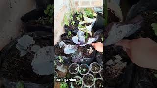 daripada mubazir mending kita jadikan kompos #gardening #fyp #urbanfarming #tipsberkebun