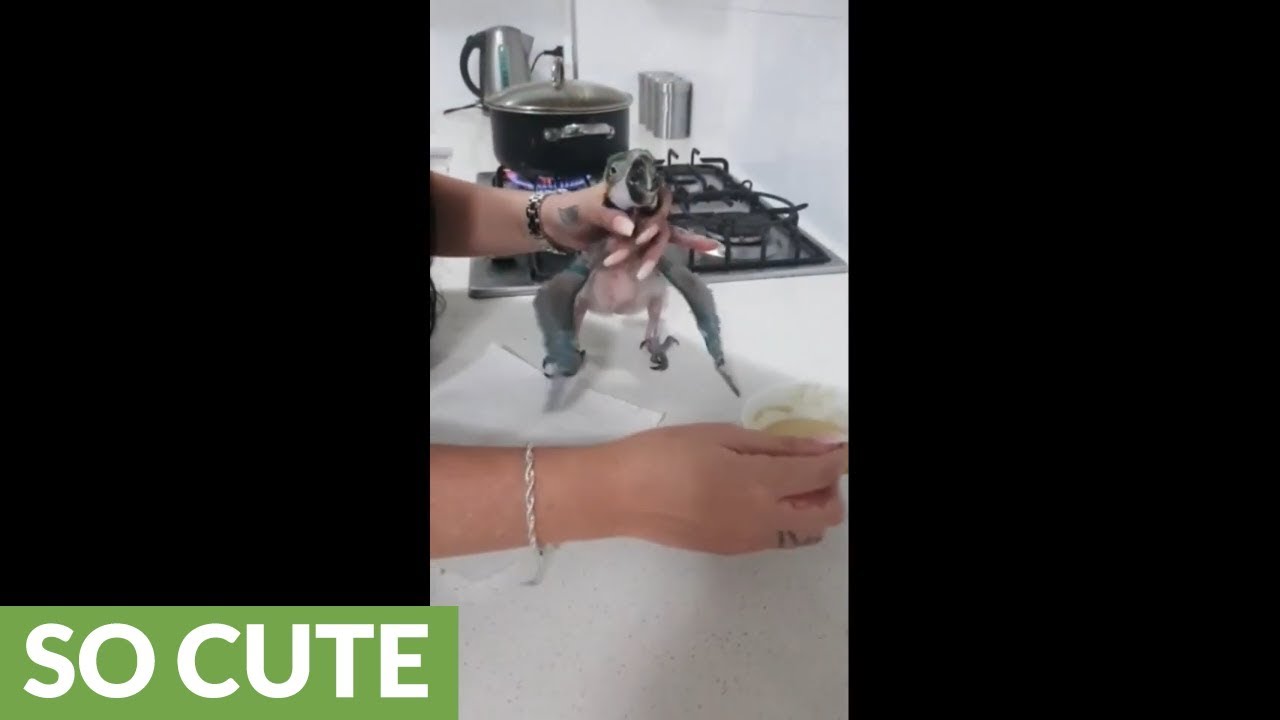 videos for cats Baby parrot gets overly excited for feeding routine