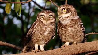 Love Bites! Owls show off their love and affection!