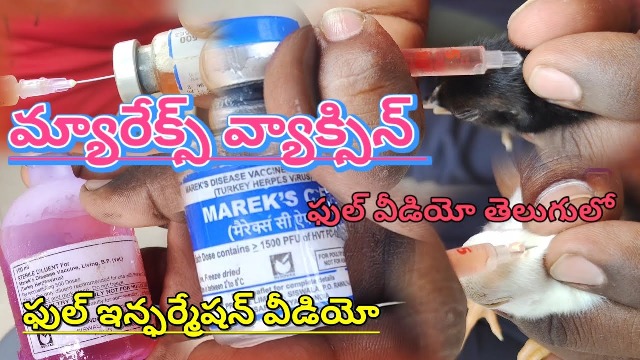 మ్యారేక్స్ వ్యాక్సిన్ ఎలా వాడాలి #how to use Mare's vaccine ##chickenbreeds #aseelmurga #Telugu lo