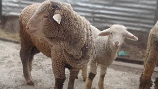 Kashmiri sheep video/diet plan in kashmari sheep and goat farm/ sheep weight gain food/1 🐑5kg a day