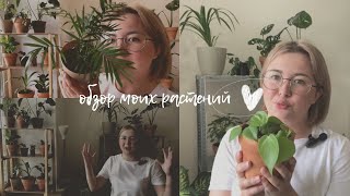 Обзор моих растений 💚