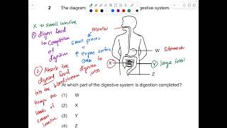 P4 HBL tutorial 2026