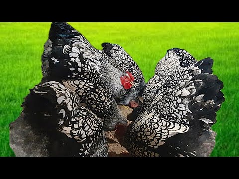 Video: Gine Keets Bakımı