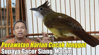 CARA MERAWAT CUCAK JENGGOT BAHAN AGAR CEPAT GACOR || PERAWATAN HARIAN CUCAK JENGGOT BIAR GACOR