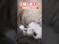 【🌺モアナの子猫日記🌺】子猫の目が開きました👀💓 #shorts #ラグドール #子猫