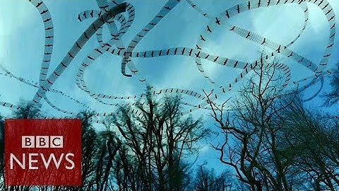 Stunning flight patterns revealed by video effect - Click - BBC News