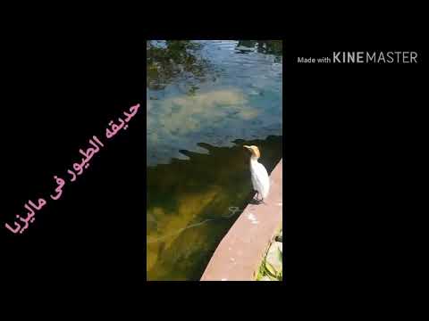 جزء من حديقه الطيور فى ماليزيا