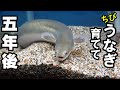 うなぎ、なつくとこうなる!【育てて5年後】【うなぎ水槽90㎝】飼育方法、メンテナンス #ウナギ