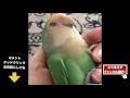 【笑わなかったら神！】Twitterで話題となった超絶爆笑おもしろ動画総集編２０１６ ！！Funniest Home Videos