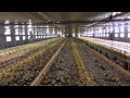 Philwide Broiler Farm, Goldenbarn Project, San Miguel Bulacan, Philippines