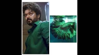 Thalapathy vijay vs Betta Fish screenshot 1