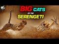 मैदान मै करती है शिकार बड़ी बिल्ली - Big Cats of the Serengeti | Leopards | World Documentary HD