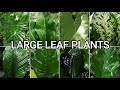 Large Leaf Plants | Decorative Plants Philippines