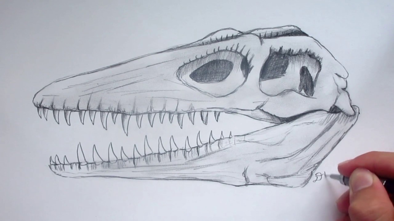 Mosasaurus Drawing