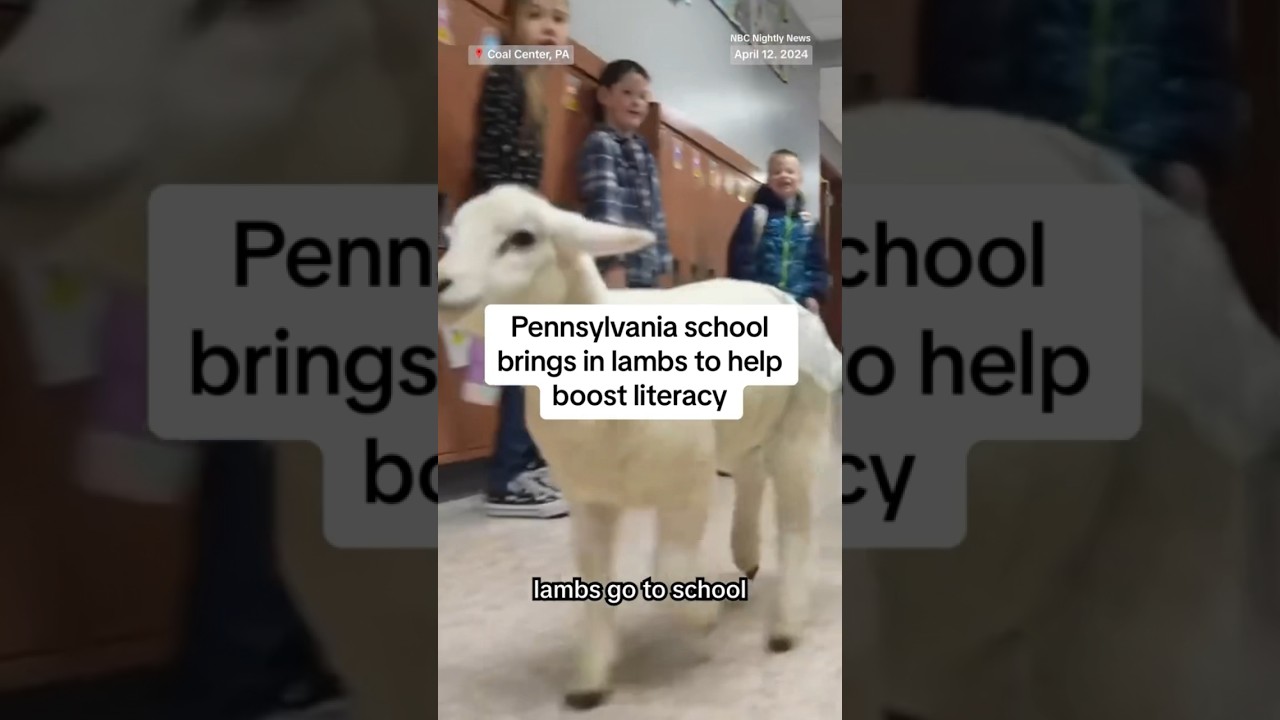 Pennsylvania school brings in lambs to boost literacy Pennsylvania school brings in lambs to boost literacy