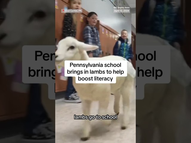 Pennsylvania school brings in lambs to boost literacy