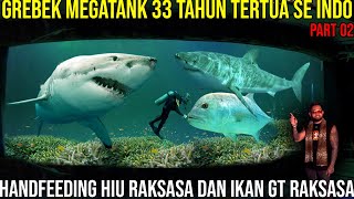 GREBEK MEGATANK 33 YEARS OLDEST IN INDONESIA HANDFEEDING GIANT SHARKS AND GIANT GT FISH SEAWORLD ...