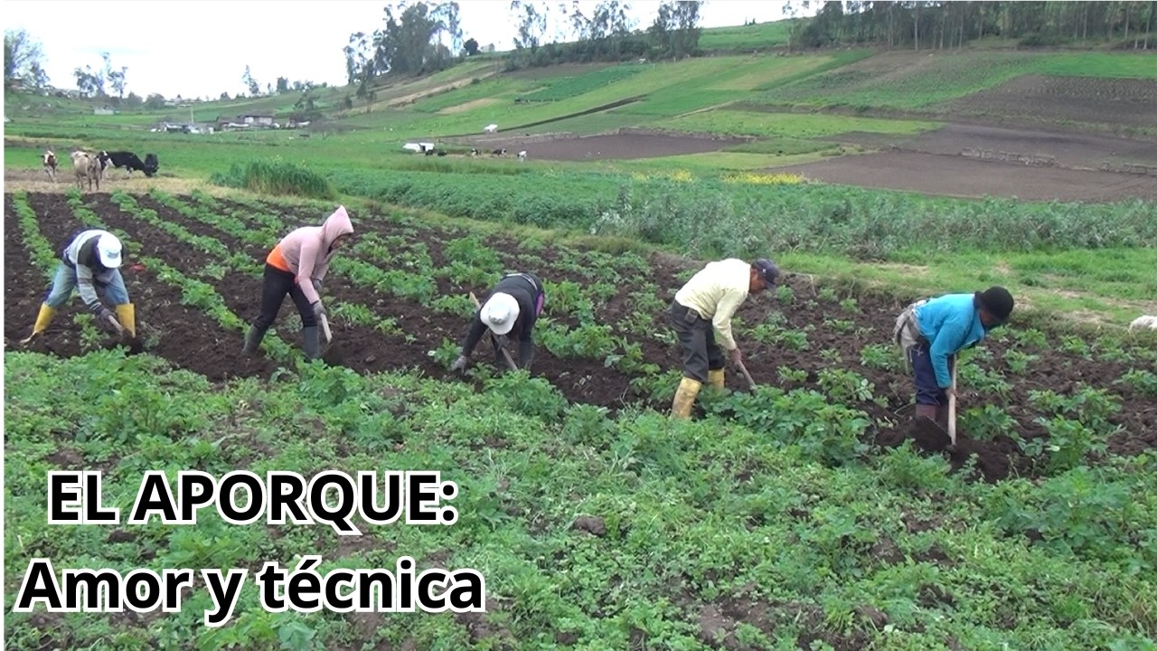 EL APORQUE: El abrazo que protege la vida.