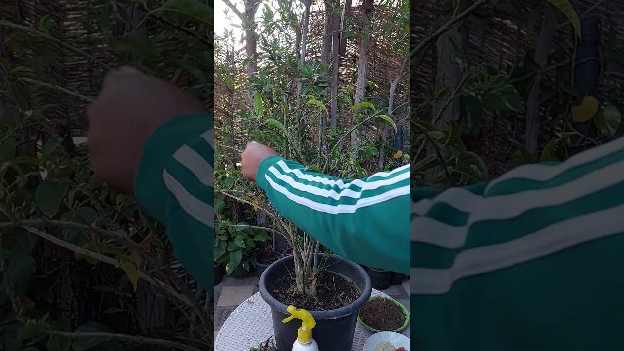 الخدمة الشتوية للنباتات المنزلية