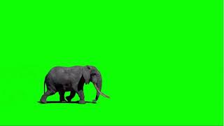Green Screen Elephant Walk By Animated Hd Free To Use Graphics Animations