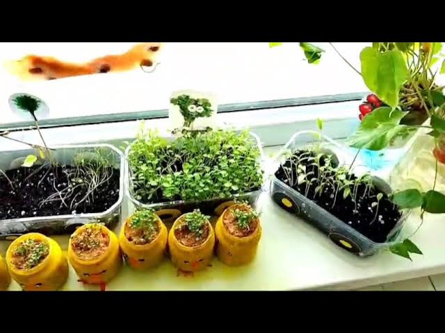 Лесби порно: стюардесса және жолаушы Пермь BBW порно