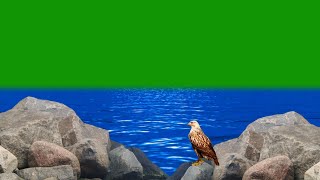 River Green Screen /Eagle Green Screen/Sea Green Screen/Nature Green Screen/Video Background Effects