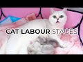 THE 3 STAGES OF CAT BIRTH Featuring: My British Shorthair Cat Luna 🌙 + 1000+ SUBSCRIBER GIVEAWAY! 🎁