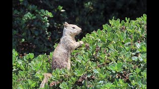 Ground Squirrels of Bay Farm Island