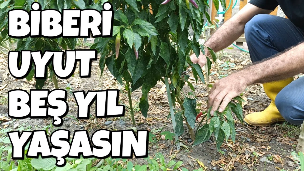 Biberi Uyut, Beş Yıl Yaşasın