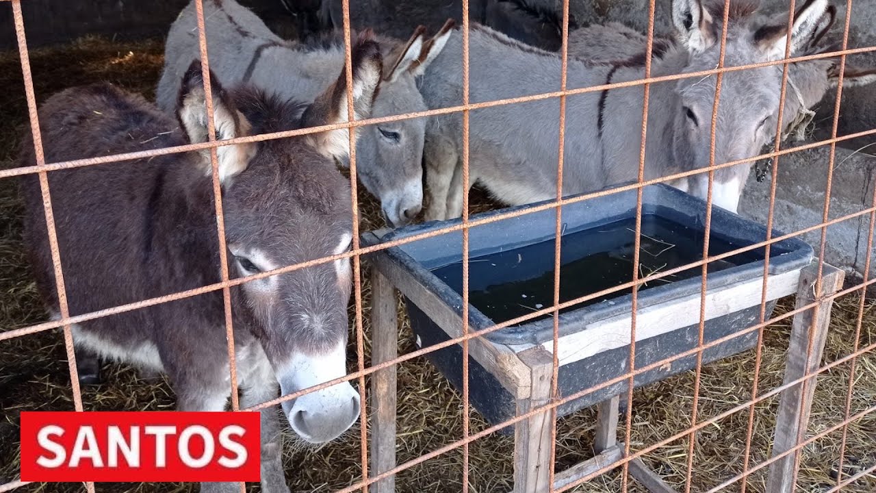 SIR OD 1000 EVRA NA GAZDINSTVU POLOVINA U BANATSKOM KARAĐORĐEVU