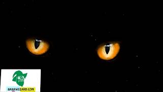 WOLF ANIMATED SAFFRON EYES | STOCK ANIMATION VIDEO | MOTION GRAPHICS | LIVE WALLPAPER