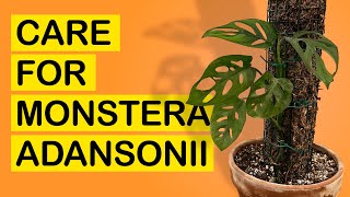 How to grow and take care of Monstera adansonii (Mini Swiss Cheese Plant)