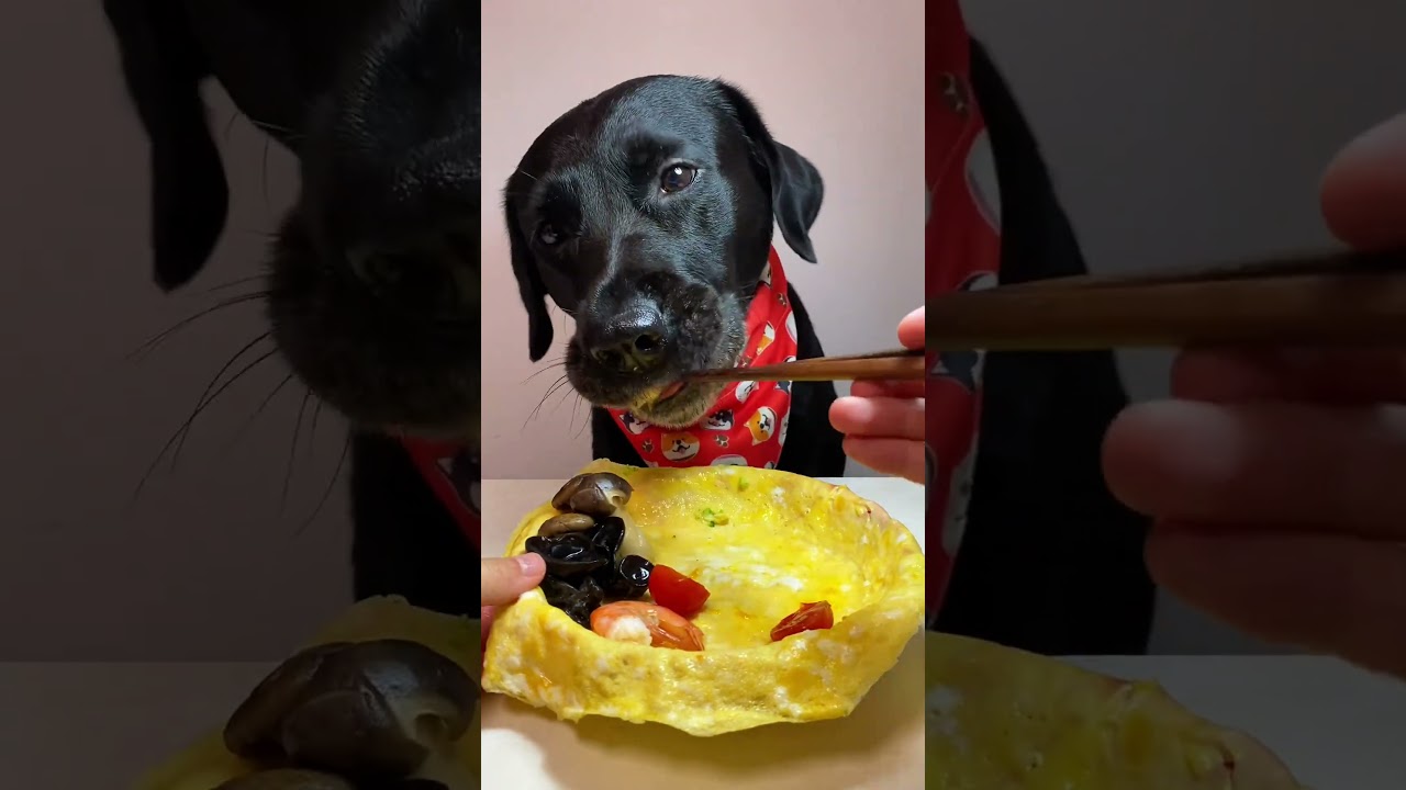 攤煎蛋超絕！狗狗饞哭吃貨日常