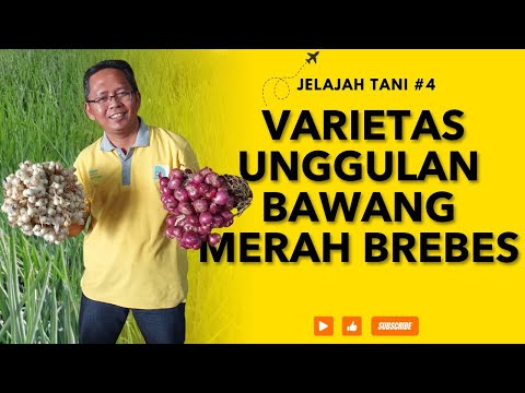 Video: Varietas Bawang Merah