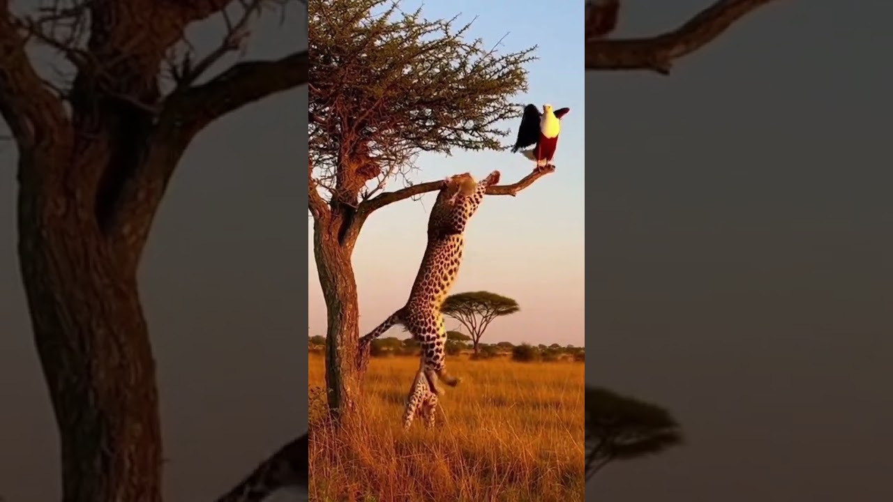 Amazing eagle and leopard encounter in the wild 