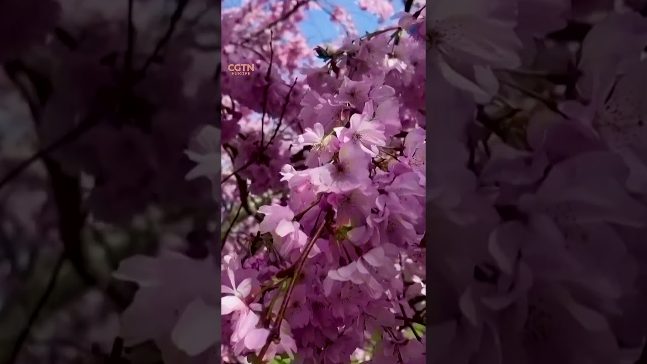 Cherry blossoms bloom in Munich