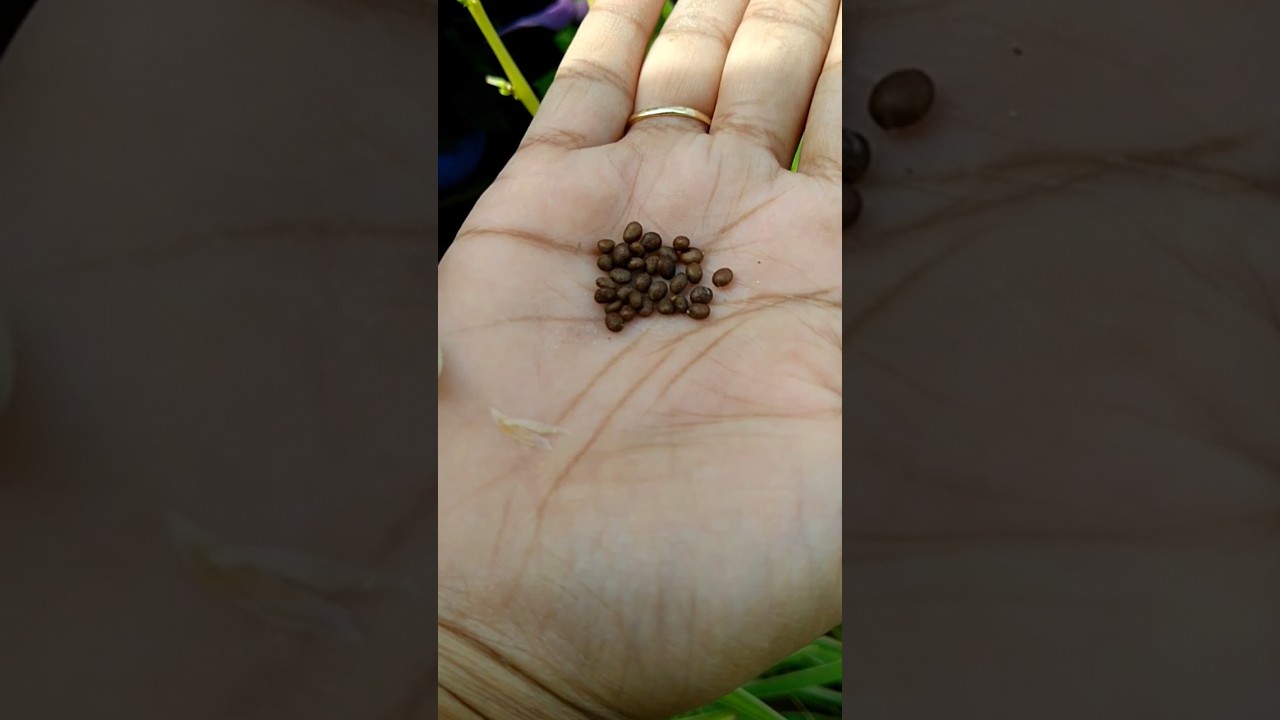 Gulmehndi / Balsam seed propagation // Seed picking from balsam. 